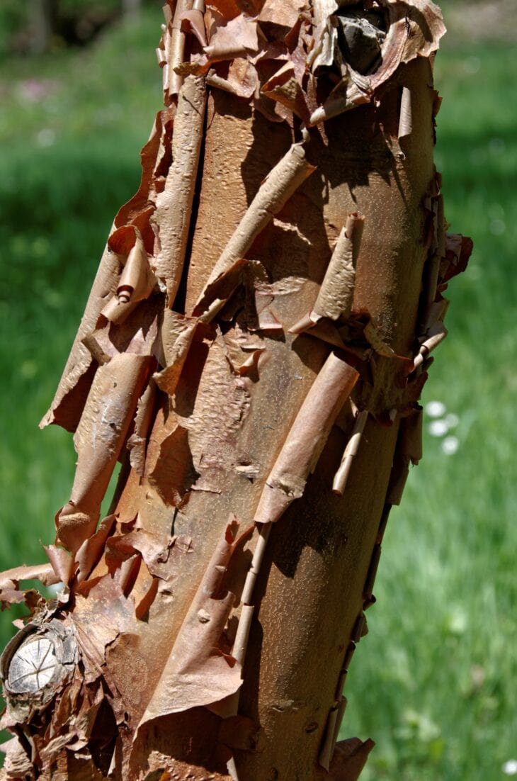 Paperbark maple trunk with cinnamon-brown bark peeling in papery curls