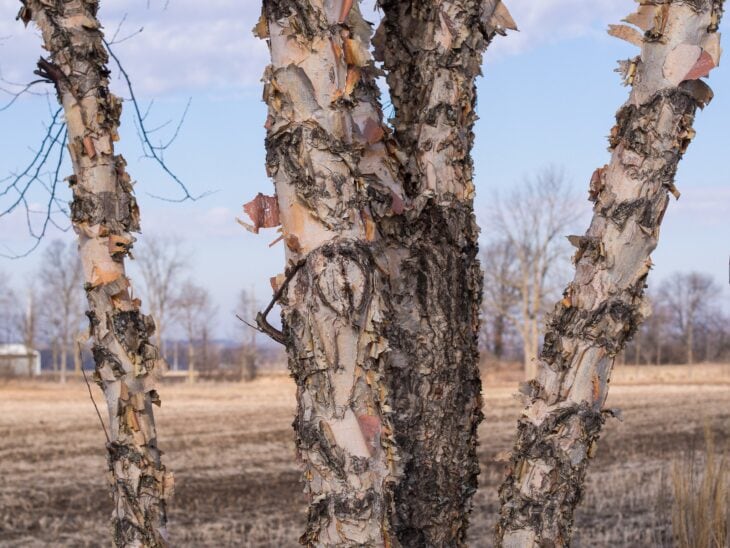Multi-trunk river birch with peeling salmon and cream bark in winter