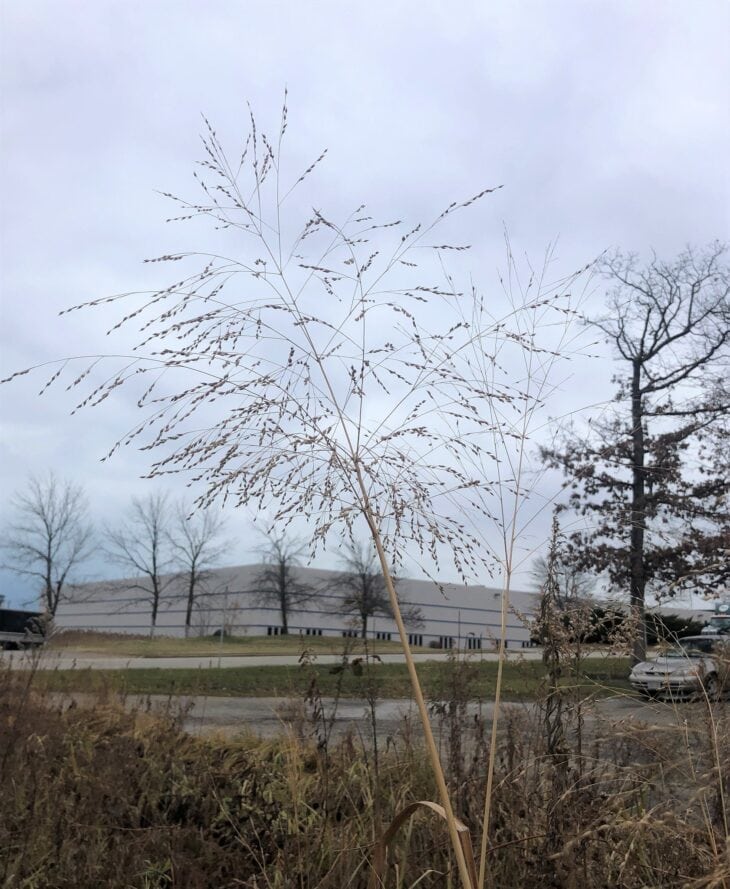 Tan switchgrass seed heads standing upright in a December garden