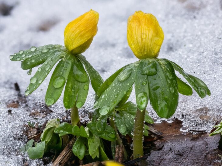 Yellow winter aconite flower buds rising through melting snow