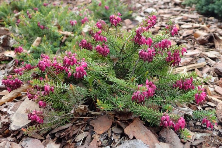 Low mound of winter heath covered in deep pink bell-shaped flowers