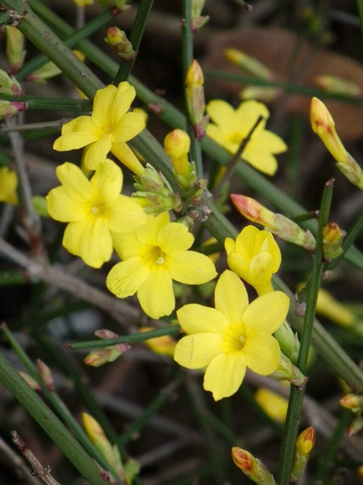 Bright yellow winter jasmine flowers on bare green arching stems
