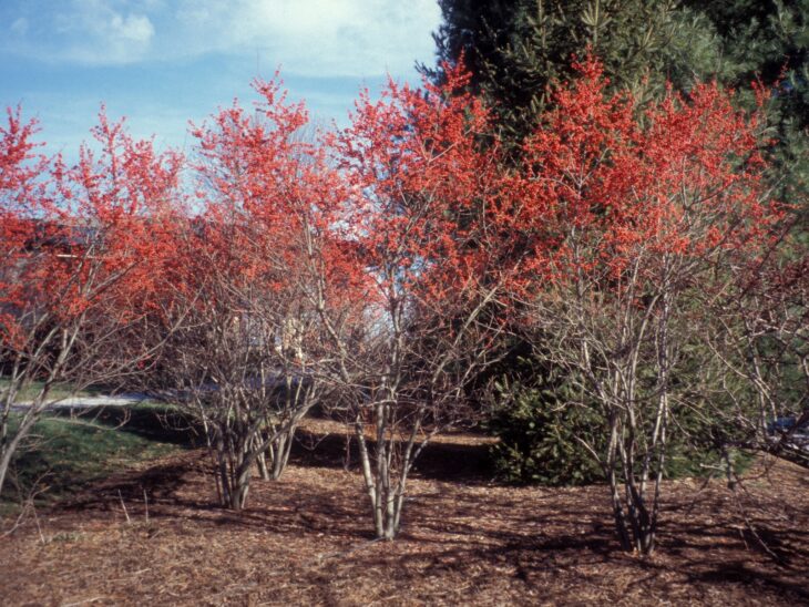 Leafless winterberry holly shrubs covered in bright red berries in late fall