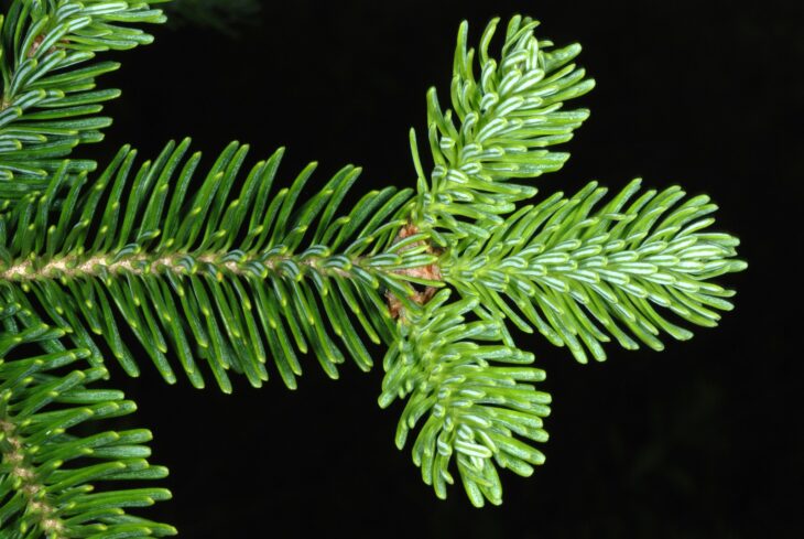 Underside of a Canaan fir branch with flat dark green needles, each with two silvery white bands
