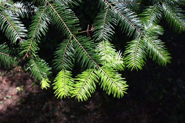 Flat glossy dark green grand fir needles lying in two rows along each twig