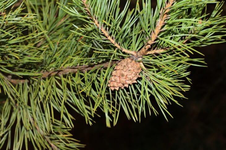 Scots pine twig with long needles in pairs and a small brown cone