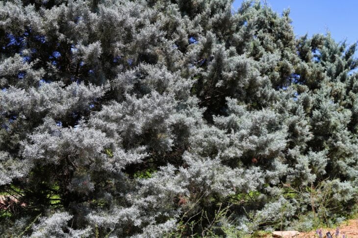 Dense silvery blue-gray scale-like foliage of a smooth Arizona cypress