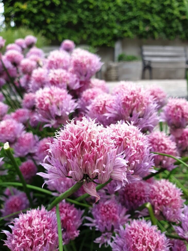 Pink-purple chive flower heads crowded together in a garden bed