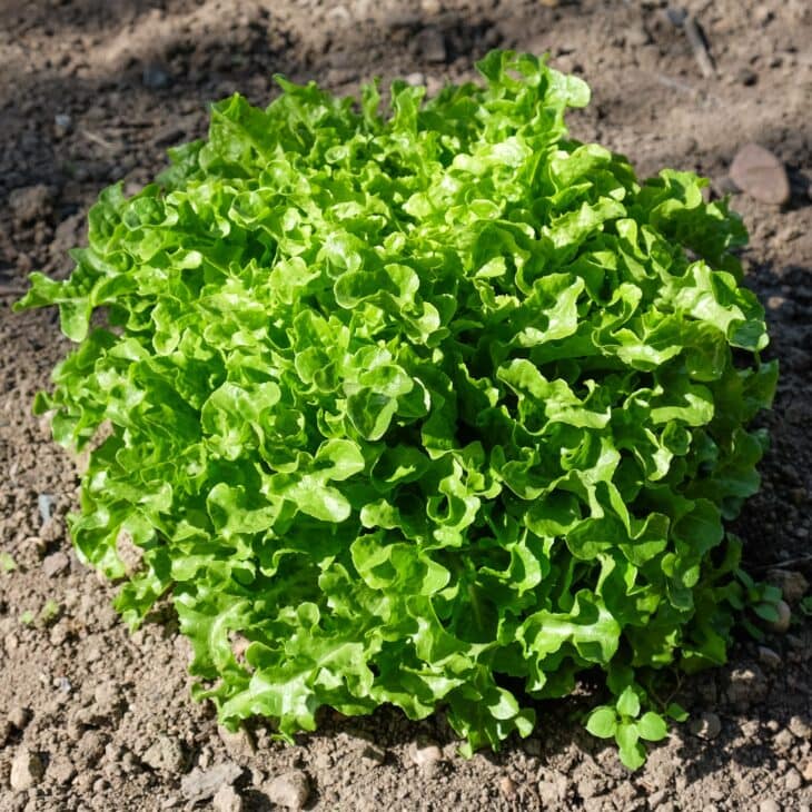 Ruffled green lettuce head growing in bare garden soil