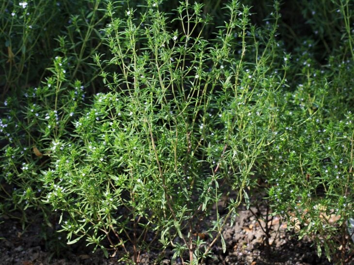 Upright summer savory plants with narrow green leaves growing together in a bed
