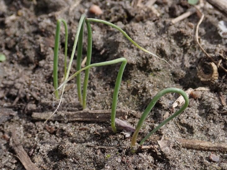 Thin green onion seedlings emerging from bare garden soil