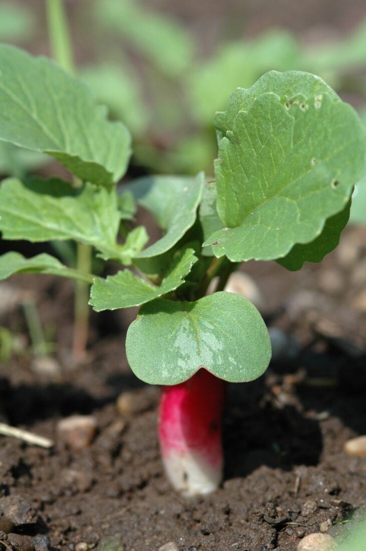 Young radish with a red root at the soil line and rounded green leaves