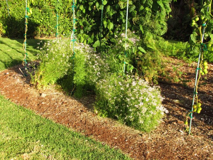 Cilantro plants in a mulched garden bed covered in small white flowers