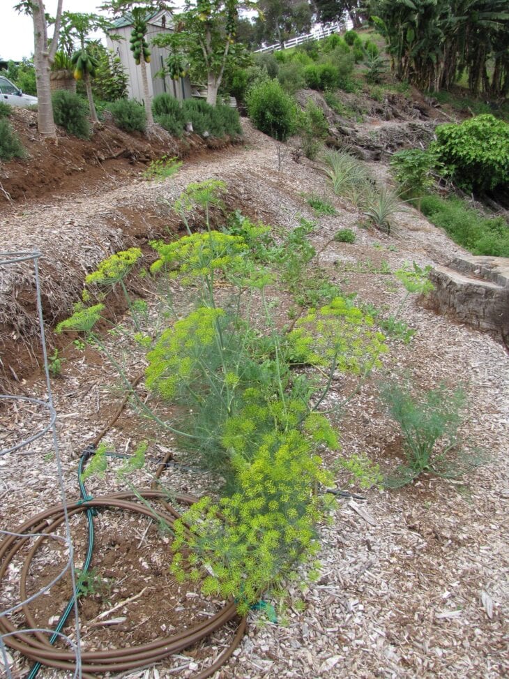 Dill plants in a mulched garden bed with yellow flower umbels