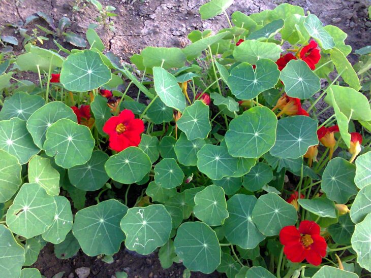 Nasturtium plants with round leaves and red flowers
