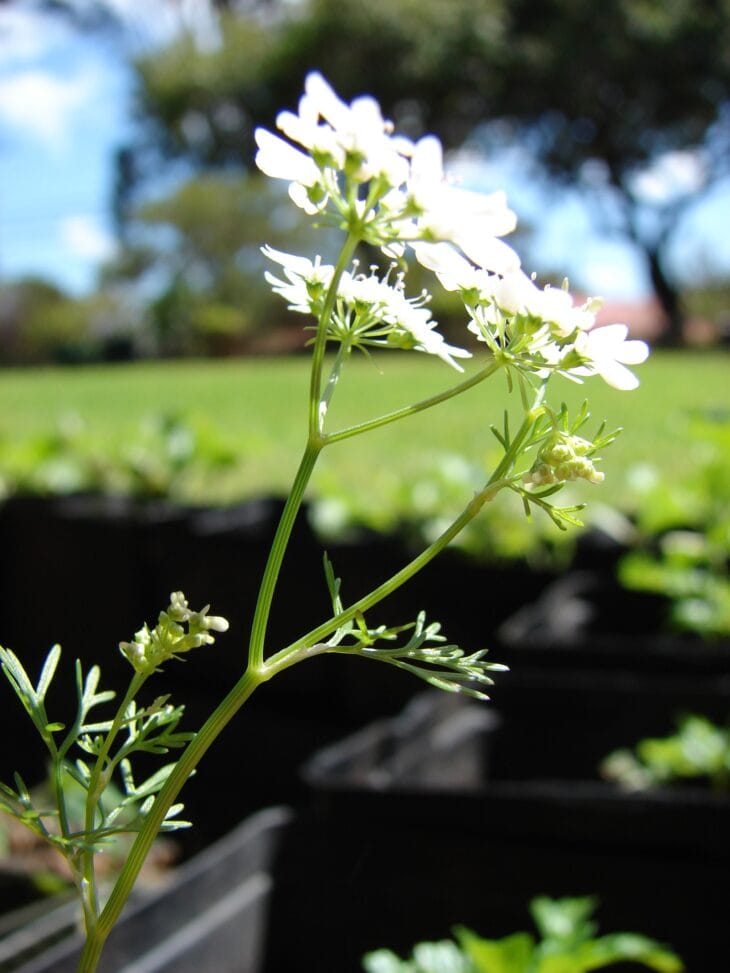 White umbels of flowering cilantro on a tall stem above feathery leaves