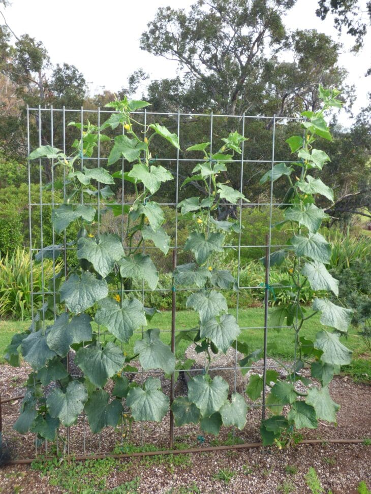 Cucumber vines climbing a square wire trellis in a garden bed