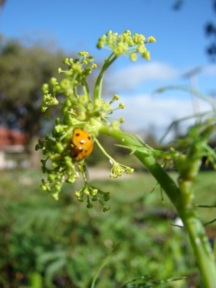 Orange ladybug on the yellow flower cluster of a dill plant