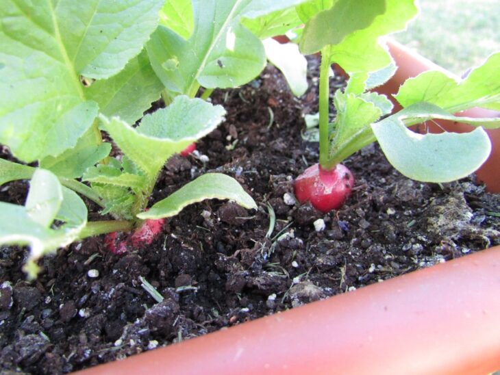 Young radish plant with a red root showing above the soil in a planter
