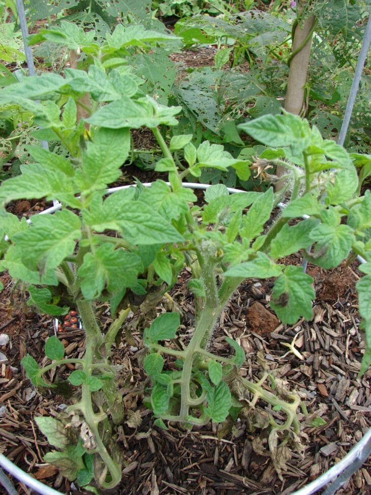 Bushy tomato plant growing in a mulched garden bed