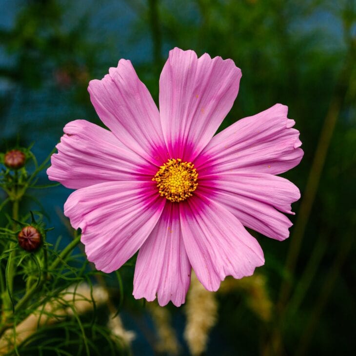 Single pink cosmos flower with an open yellow center