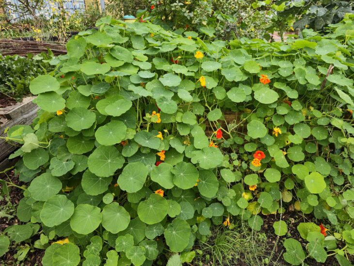 Mounding nasturtium plants with round leaves and scattered orange flowers in a garden bed