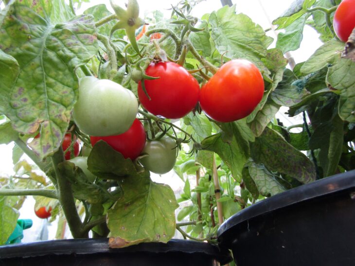 Tomato plant with ripe red and green fruit among the leaves