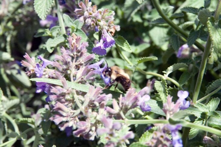Lavender-blue catmint flower spikes in a garden bed