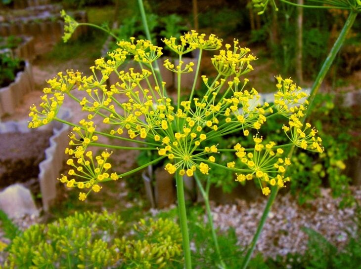 Yellow dill flower umbel with thin radiating stalks above feathery leaves