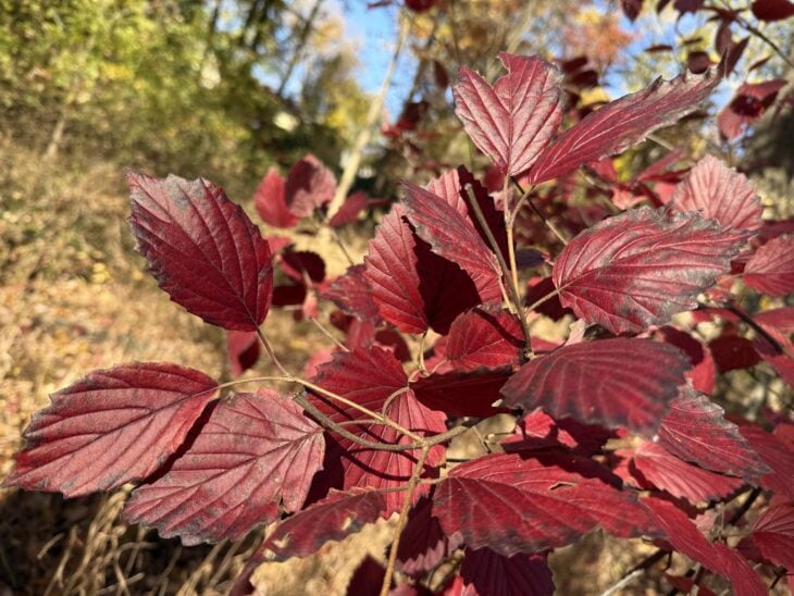 Deep red fall leaves of an arrowwood viburnum branch