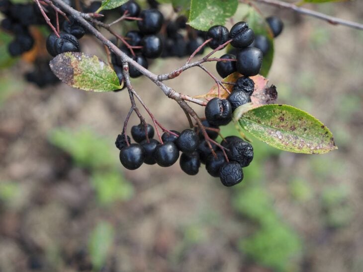 Cluster of shiny black chokeberries hanging from a branch