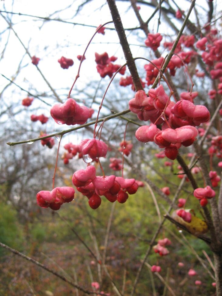 Pink lobed fruit capsules of eastern wahoo hanging from bare branches