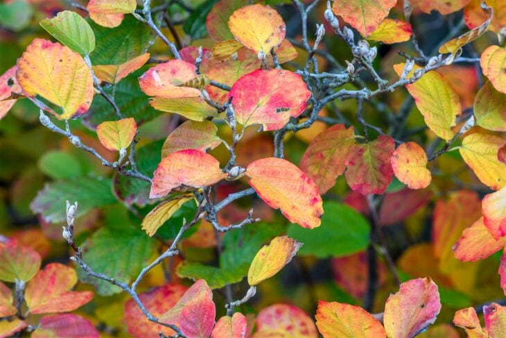 Orange, red and yellow fall leaves of a fothergilla shrub