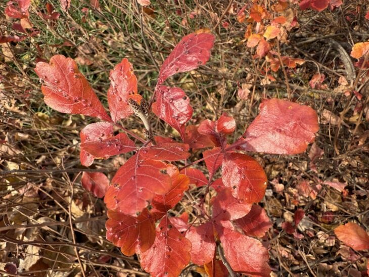 Red three-part fall leaves of fragrant sumac close up