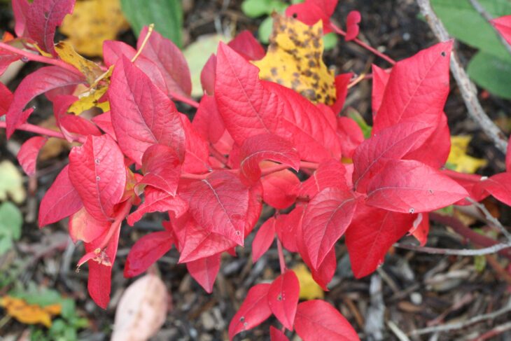 Bright red fall leaves of a highbush blueberry shrub