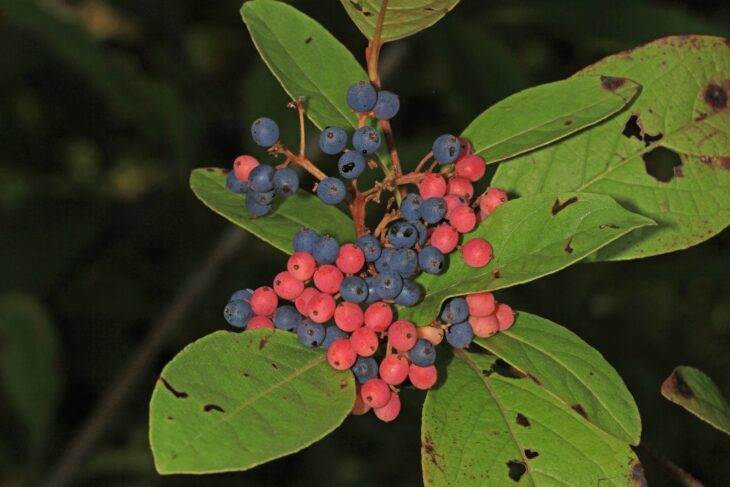 Cluster of pink, red and blue-black possumhaw viburnum berries on one stem