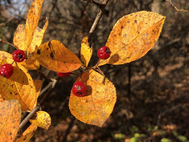 Orange fall leaves of red chokeberry with bright red berries on the branch