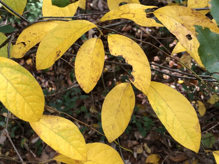 Clear yellow fall leaves of spicebush on a branch