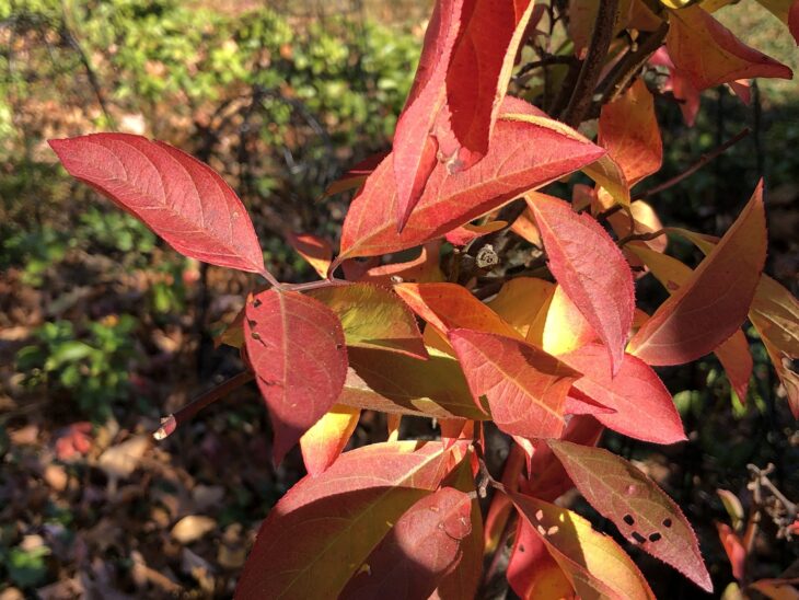 Red and orange fall leaves of Virginia sweetspire in close-up