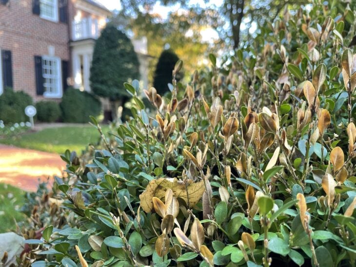 Boxwood shrub with brown dying leaves and bare twigs caused by boxwood blight beside a brick house