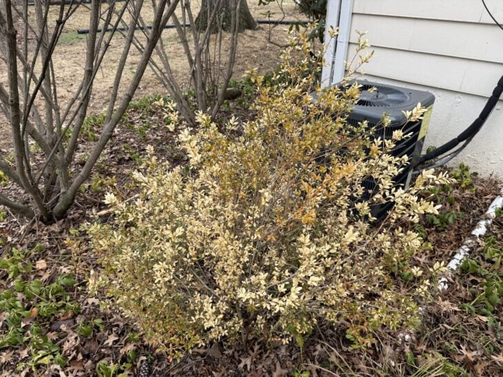 Boxwood shrub beside a house with tan, cold-damaged foliage in early spring