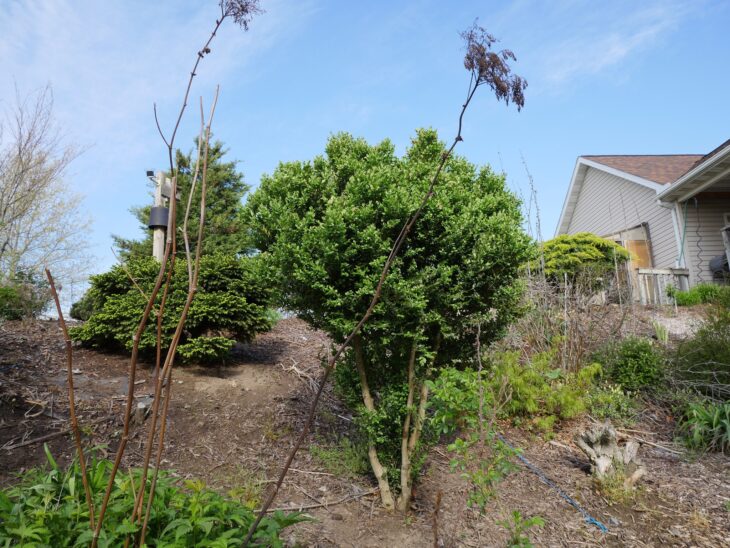 Mature rounded littleleaf boxwood shrub in a mixed garden bed next to a house