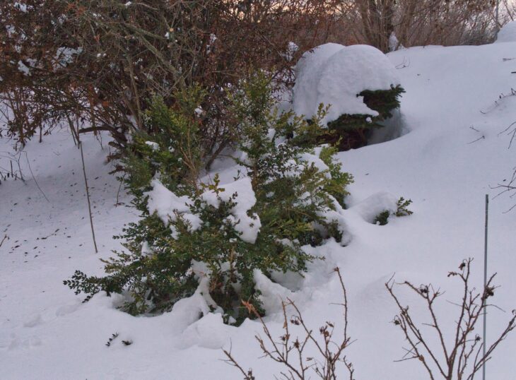 Littleleaf boxwood with green foliage standing out of deep snow in a winter garden