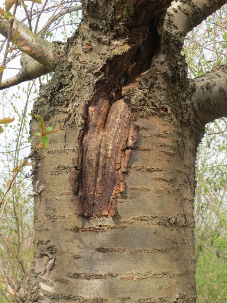 Split bark exposing dark wood on the trunk of a Japanese flowering cherry