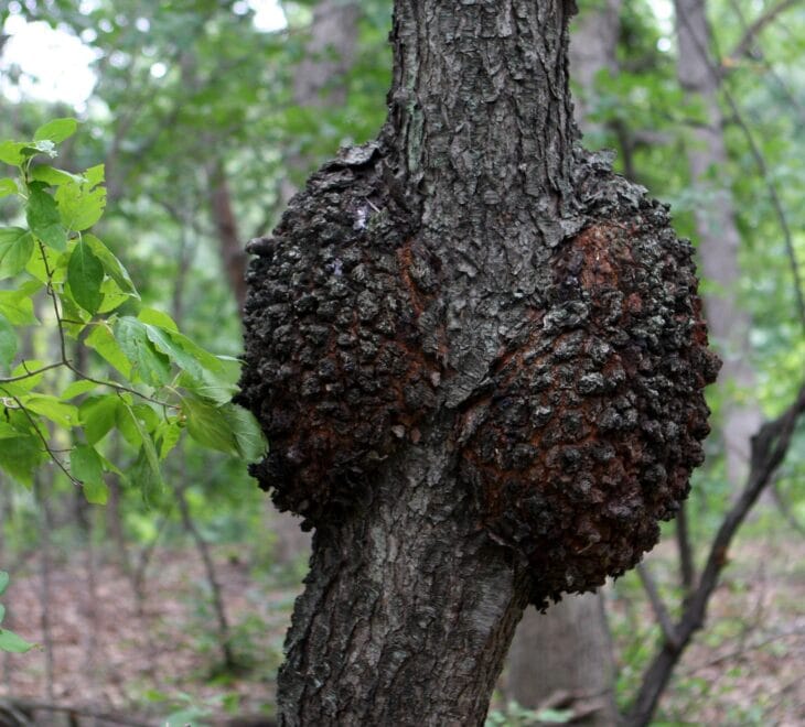 Large black knot gall bulging from the trunk of a black cherry tree