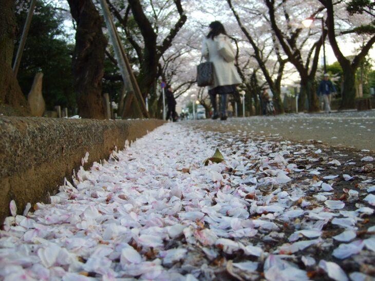 Pale pink cherry blossom petals drifted along the edge of a paved street under cherry trees