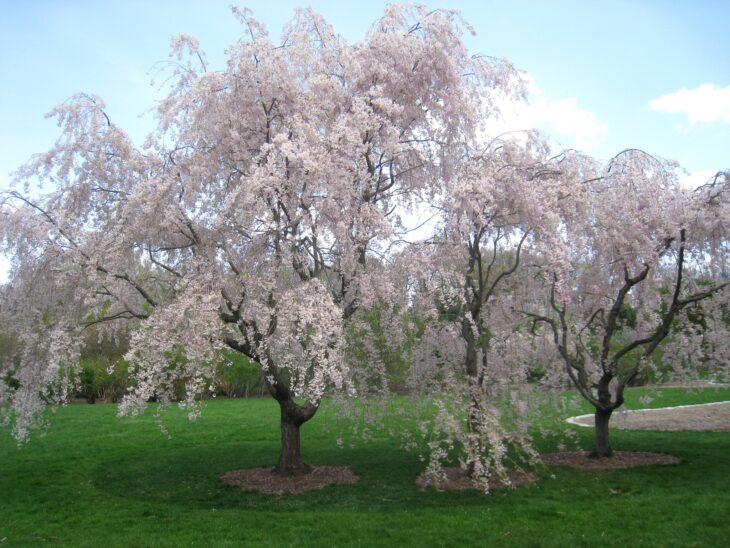 Weeping higan cherry trees with pink-white blossoms on long drooping branches over a lawn