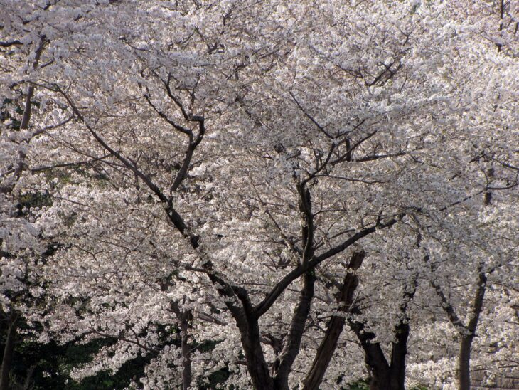 Yoshino cherry tree covered in white and pale pink blossoms in Washington, D.C.