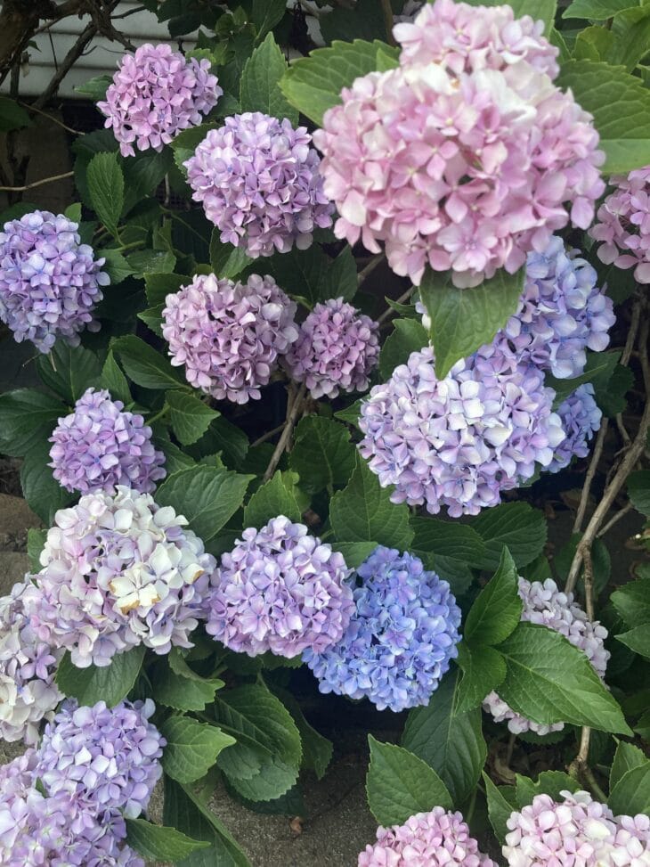 Round mophead flowers on one bigleaf hydrangea shading from light pink through purple to bright blue