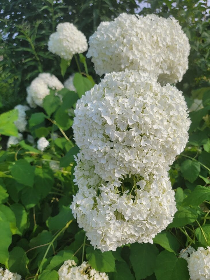 Large white ball-shaped blooms stacked along the stems of a smooth hydrangea 'Annabelle' at Kyoto Botanical Gardens